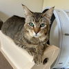 adoptable Cat in  named Pixie Bob