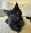 adoptable Cat in dripping springs, TX named Chubba