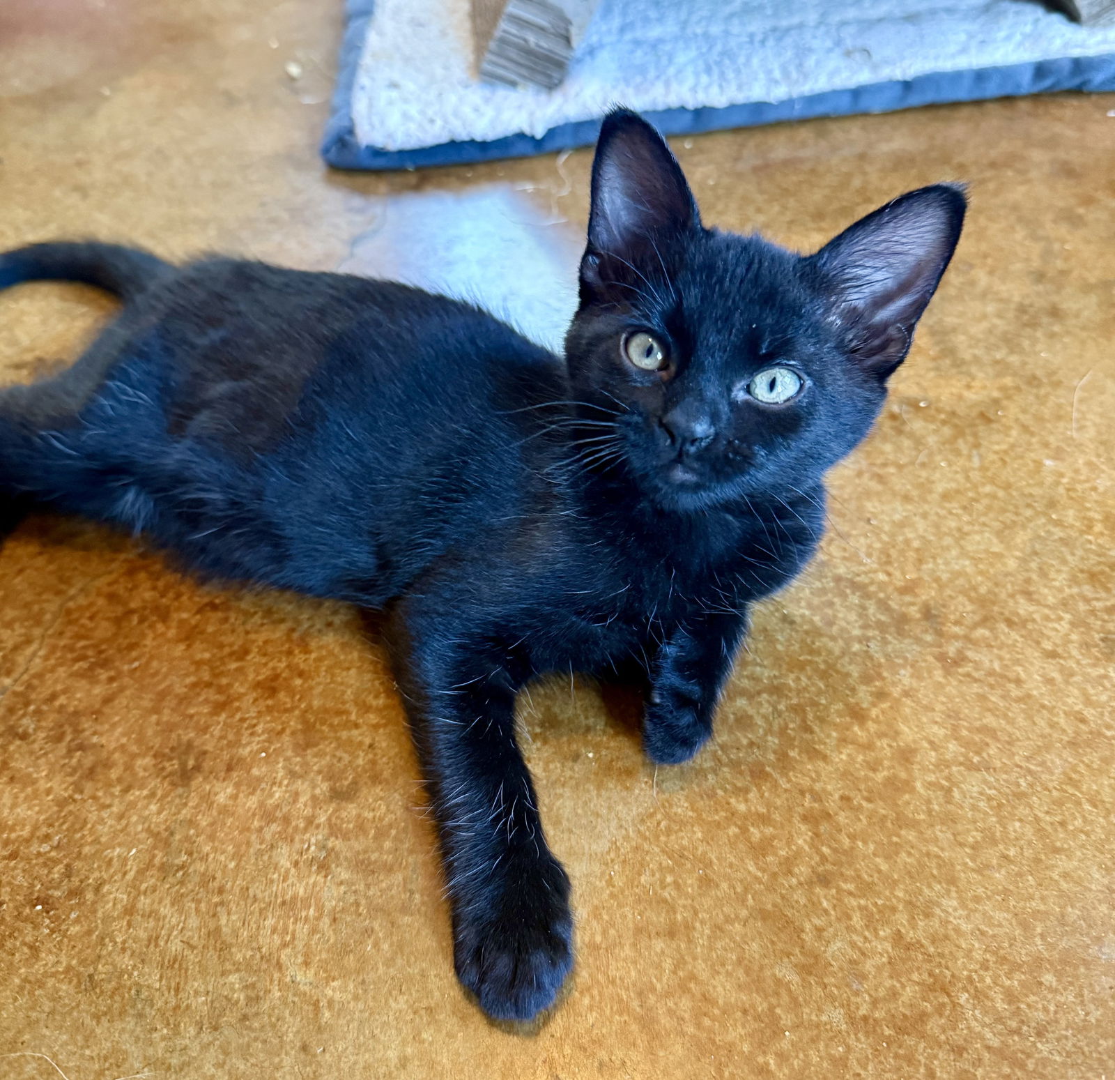 adoptable Cat in Dripping Springs, TX named Bob