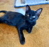 adoptable Cat in dripping springs, TX named Bob
