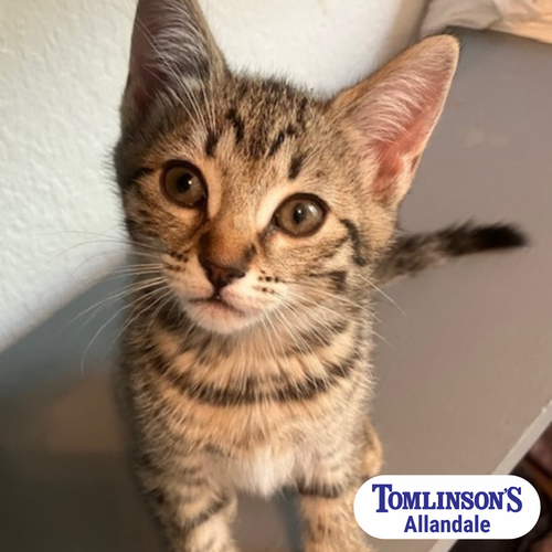 picture of the cat needing adoption