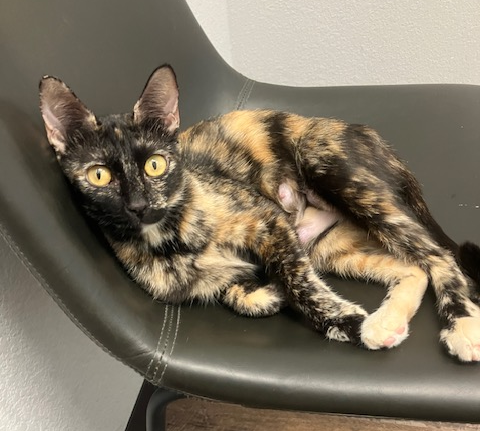 SUNNY - Domestic Short Hair available for adoption