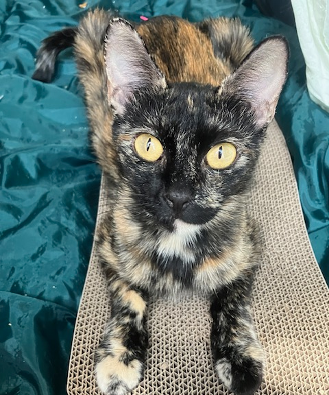 SUNNY - Domestic Short Hair available for adoption