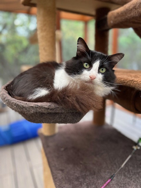 ABE - Tuxedo available for adoption