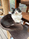 Abe - Photo 2
