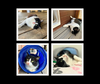 Abe - Photo 3