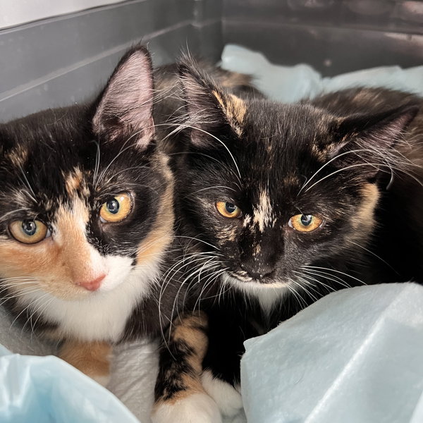 Zsa Zsa and Eva