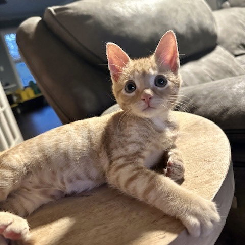 picture of the cat needing adoption