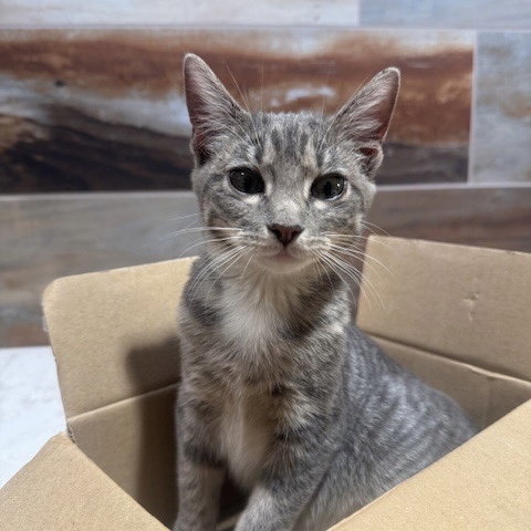 picture of the cat needing adoption