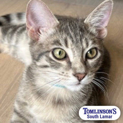 picture of the cat needing adoption