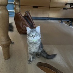 picture of the cat needing adoption
