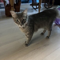 picture of the cat needing adoption
