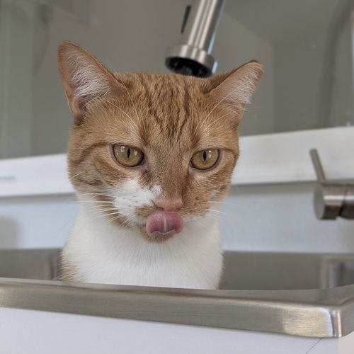 picture of the cat needing adoption