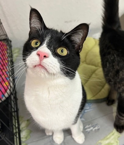 MELVIN - Domestic Short Hair available for adoption