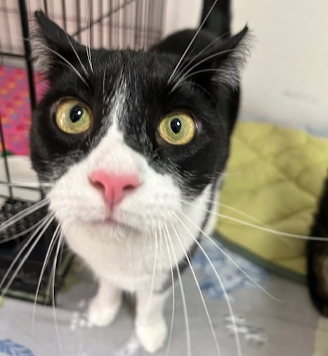 MELVIN - Domestic Short Hair available for adoption
