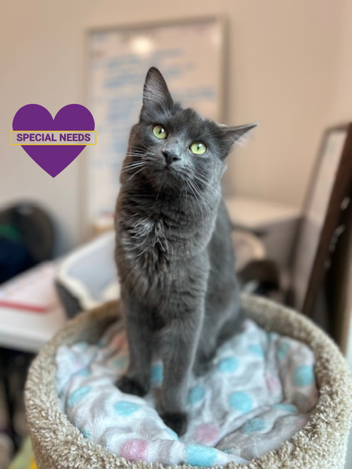 picture of the cat needing adoption