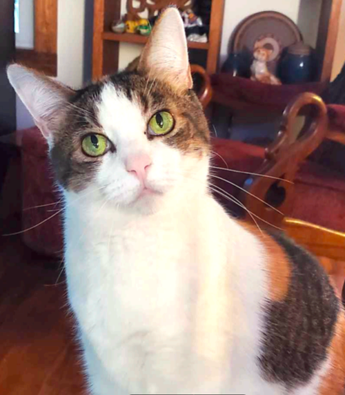 picture of the cat needing adoption