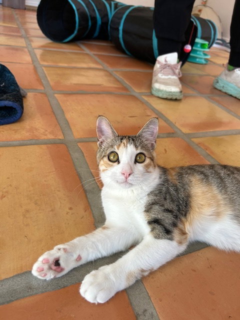 Audrey