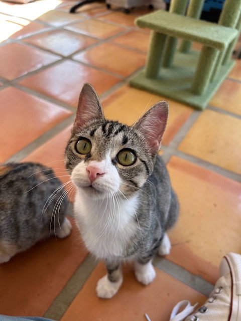 Rei, an adoptable Domestic Short Hair in Dripping Springs, TX