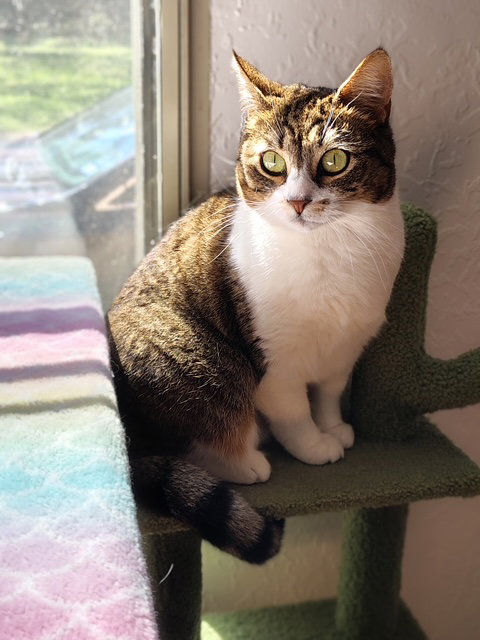 Lily