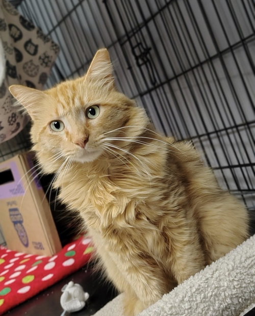 Melon, an adoptable Domestic Medium Hair in Dripping Springs, TX