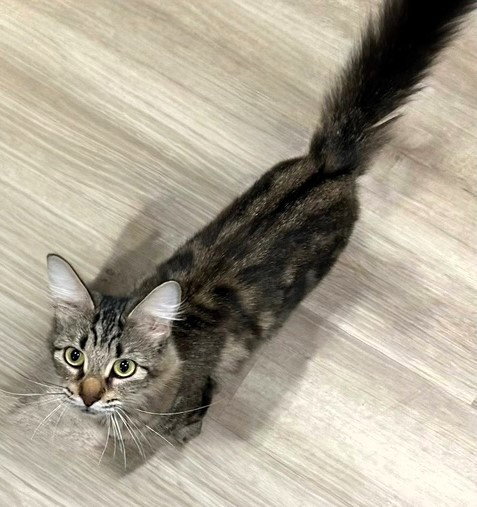 Bernice, an adoptable Domestic Medium Hair in Dripping Springs, TX