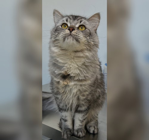 Ozzy, an adoptable Domestic Medium Hair in Dripping Springs, TX