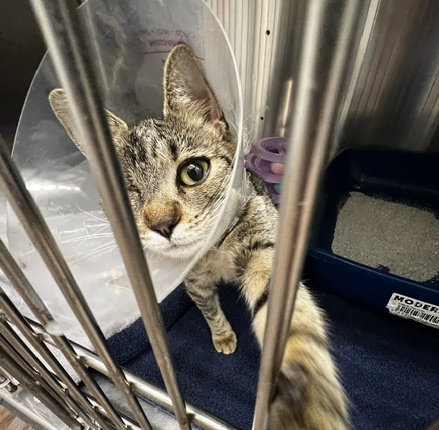 Nica, an adoptable Domestic Short Hair in Dripping Springs, TX