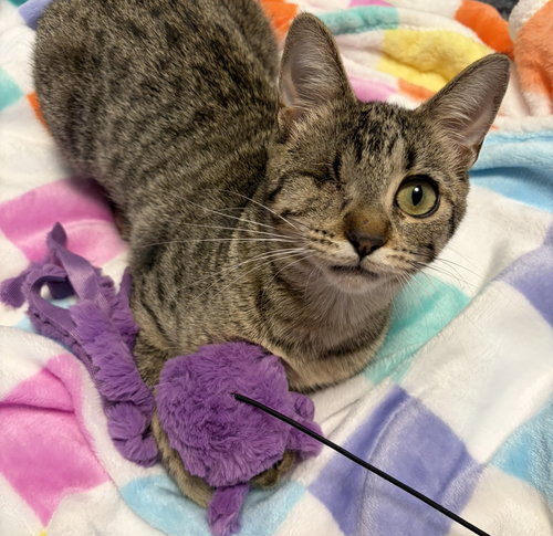 Nica, an adoptable Domestic Short Hair in Dripping Springs, TX