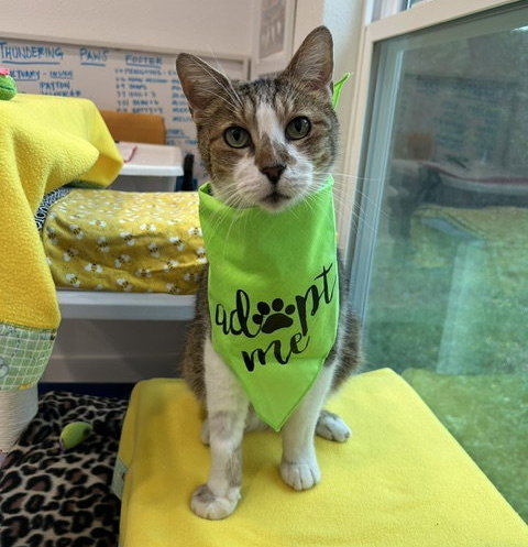 Jasper, Adult Domestic Short Hair (short coat), cat for adoption in Austin, Texas