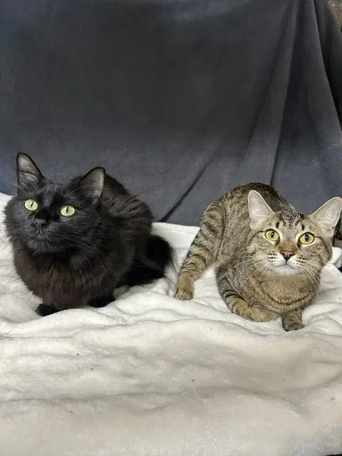 Fiona  Sasha - Domestic Medium Hair