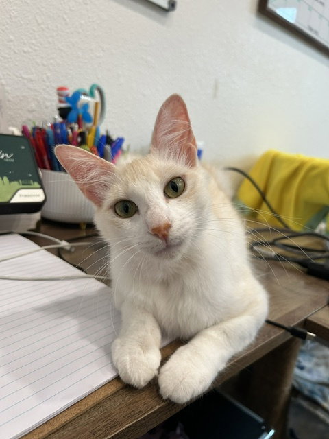 Pearl, Adult Domestic Short Hair (short coat), cat for adoption in Austin, Texas