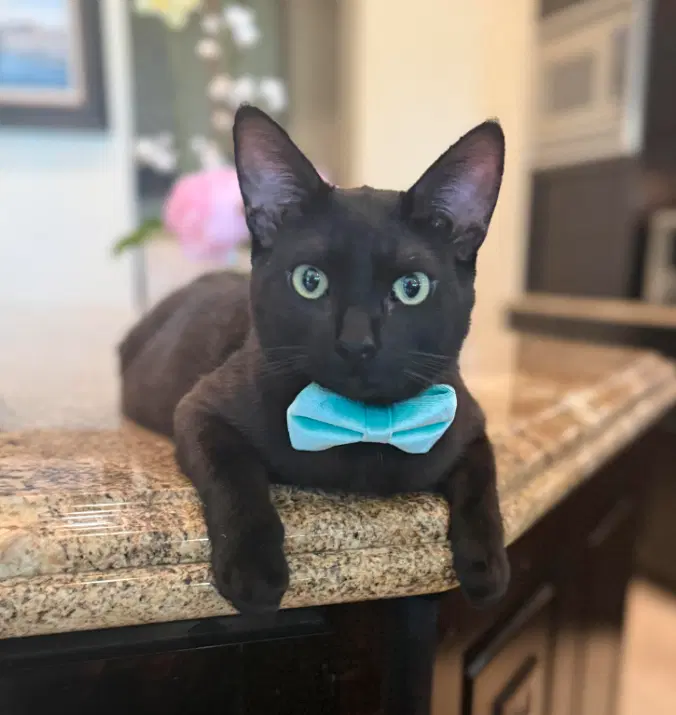 Jet Courtesy - Domestic Short Hair