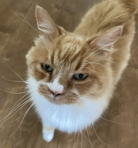 Murphy, an adoptable Domestic Long Hair in Dripping Springs, TX