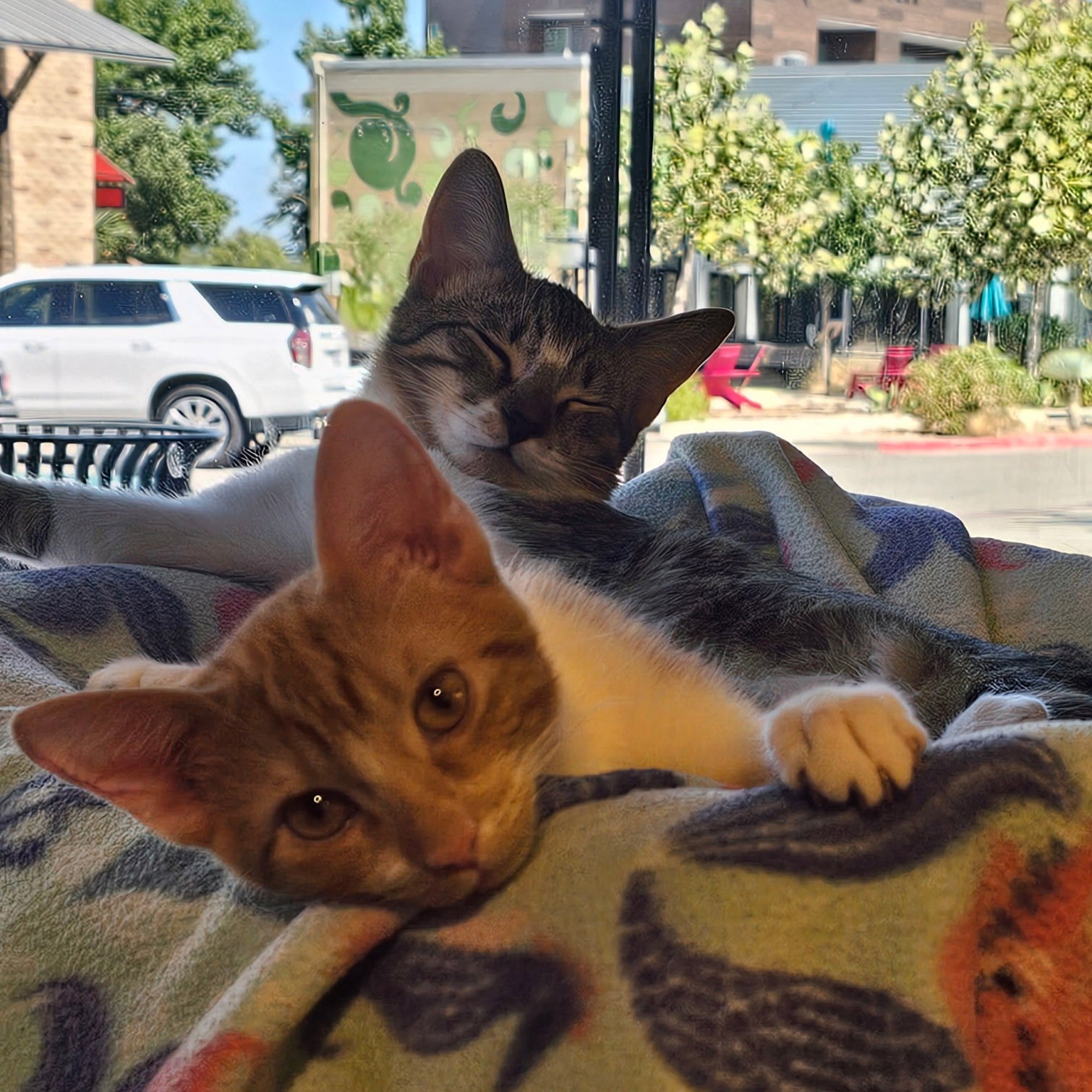 Lentil & Pinto, Domestic Short Hair