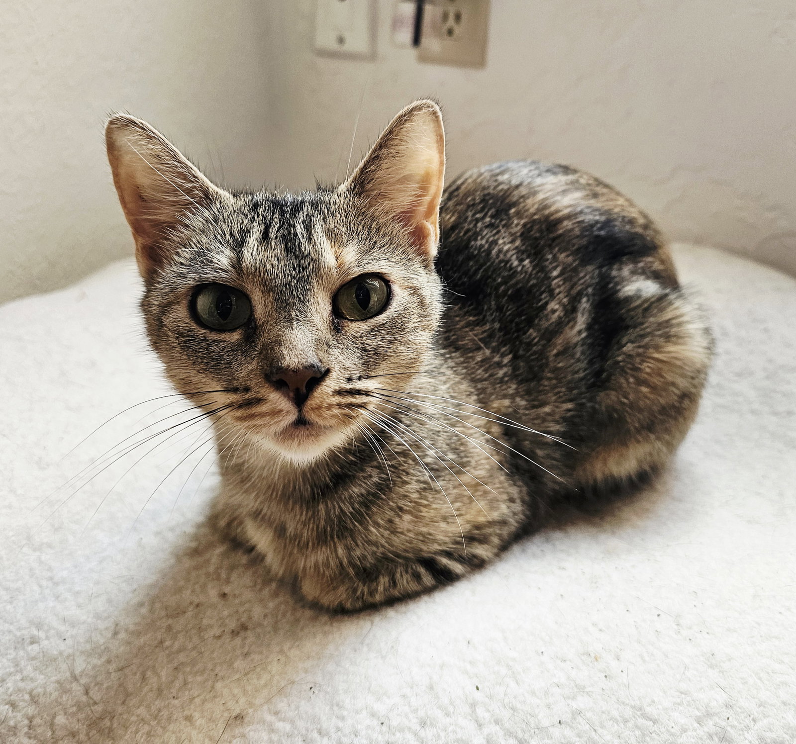 Bean, Domestic Short Hair