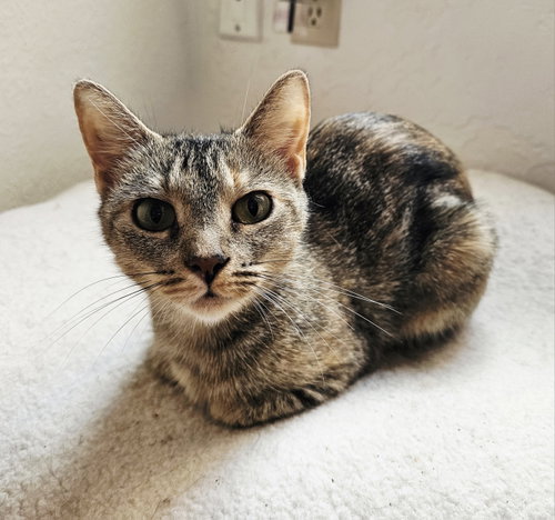 Bean, a cat for adoption from Thundering Paws Animal Sanctuary