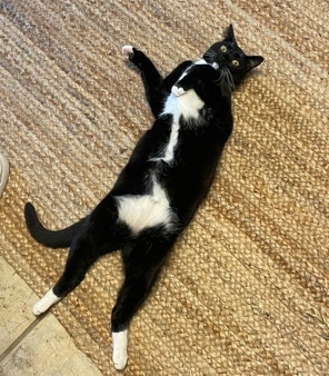 Photo 2 of Goose (Courtesy)