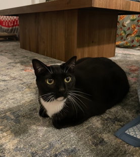 Photo 4 of Goose (Courtesy)