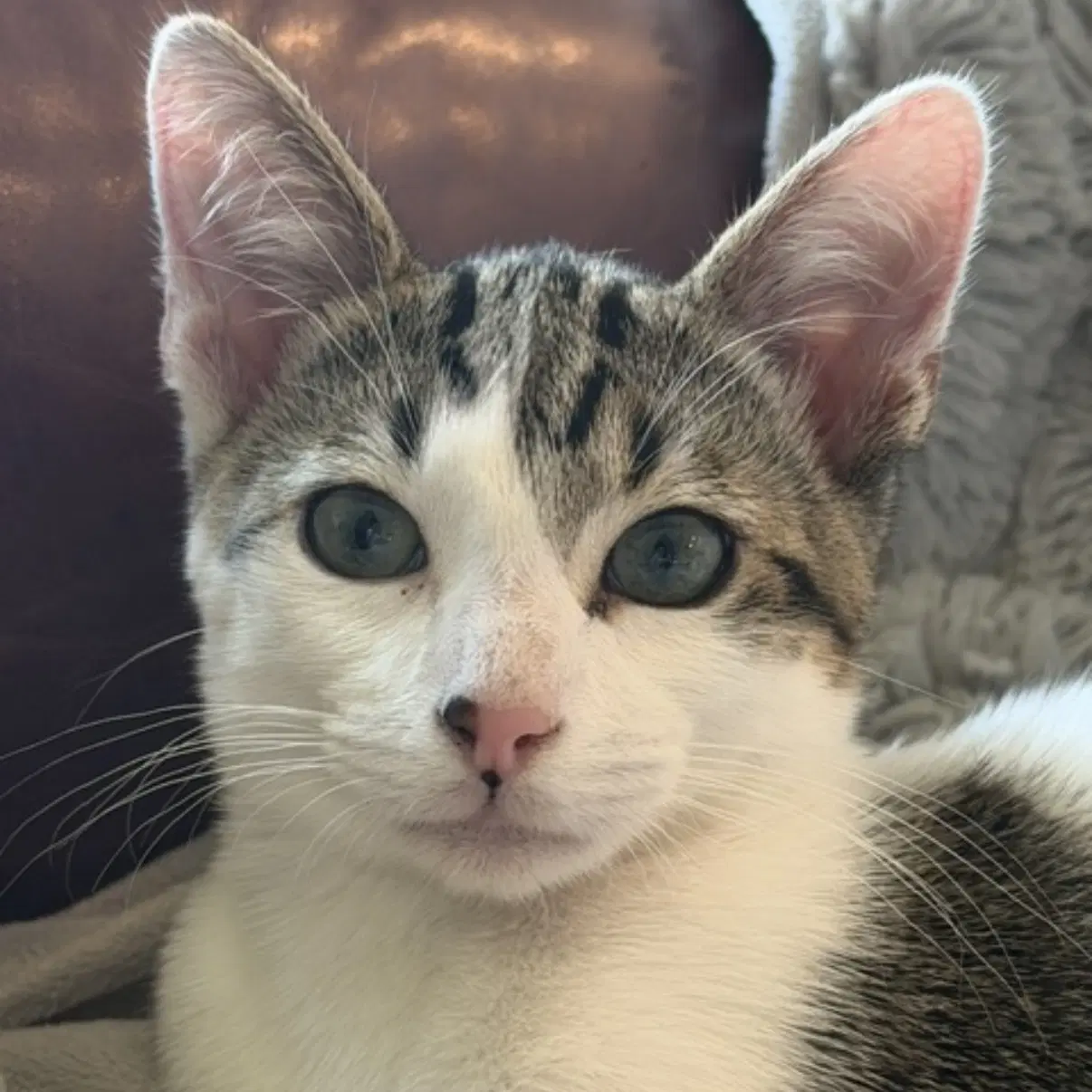 Bug - Domestic Short Hair