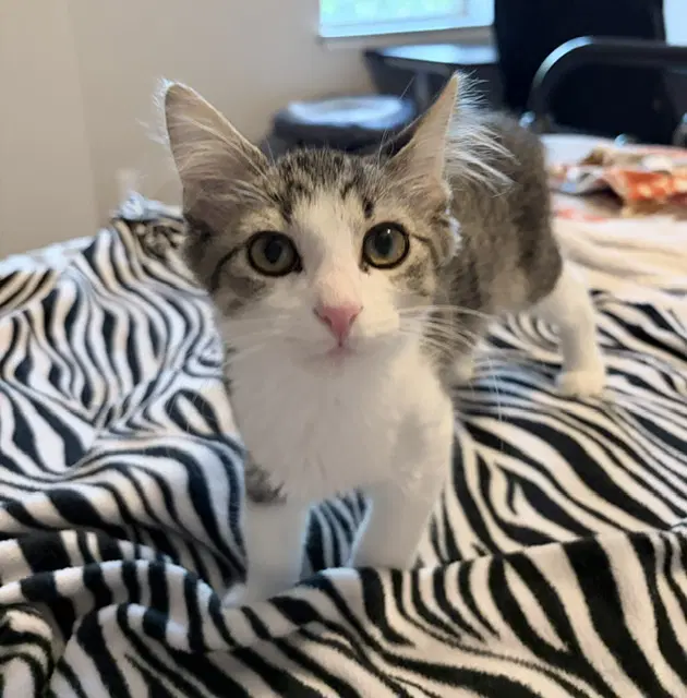 Bass - Domestic Medium Hair