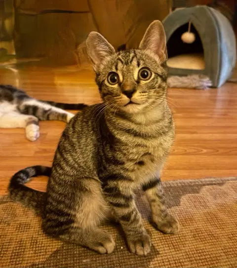 Peter - Domestic Short Hair