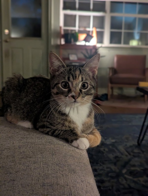Dolly Purrton