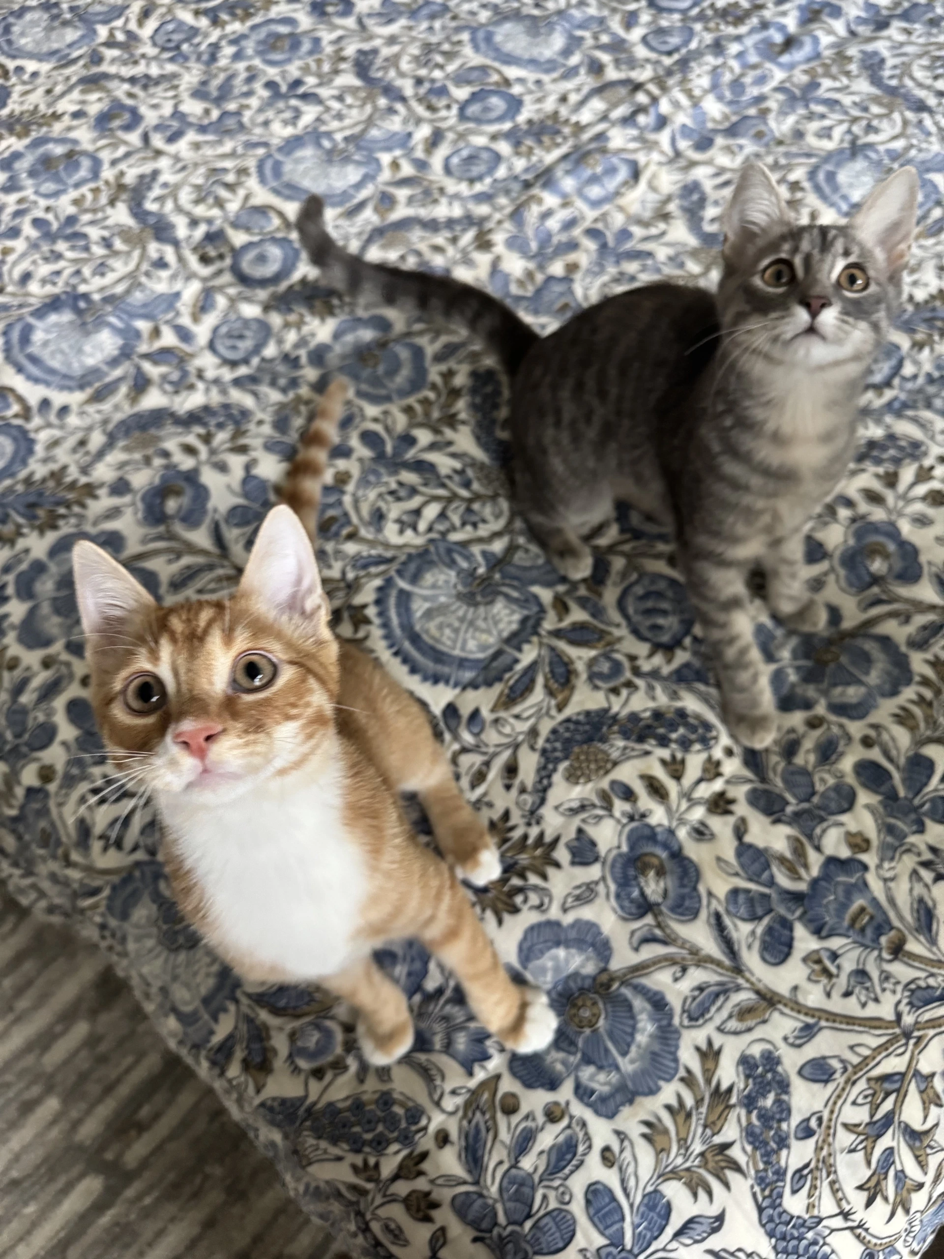 Ricky Meowtin  Olivia Pawdrigo