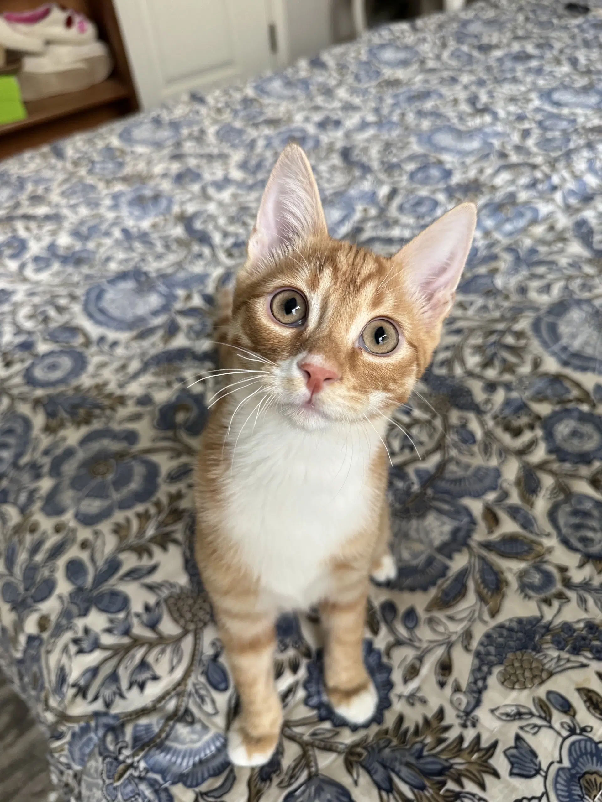 Ricky Meowtin  Olivia Pawdrigo image 2