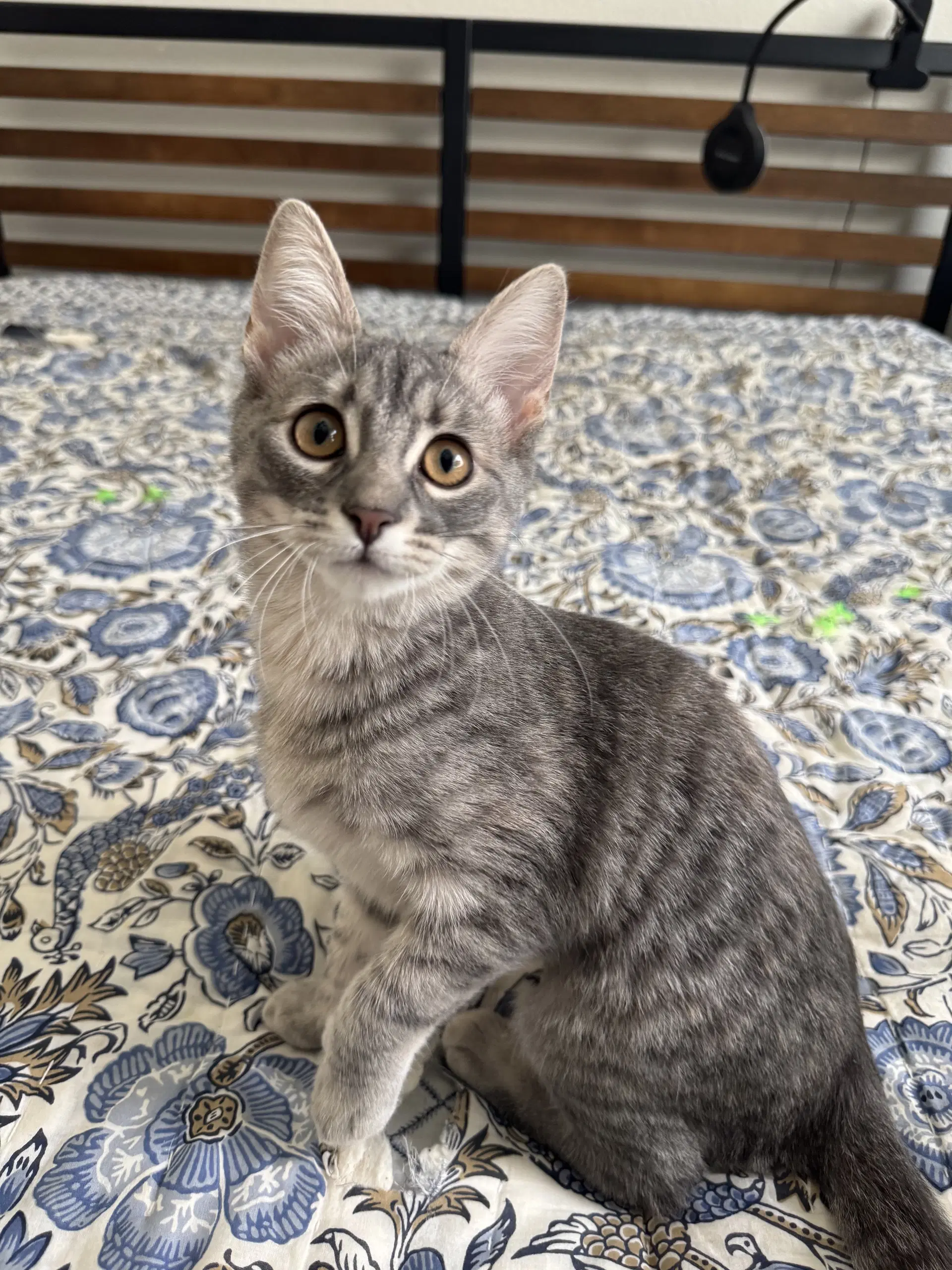 Ricky Meowtin  Olivia Pawdrigo image 3