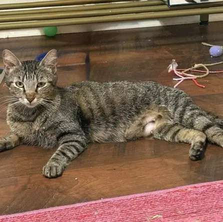 Victoria Courtesy - Domestic Short Hair
