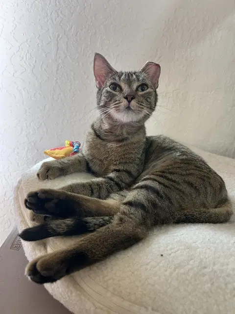 Mae - Domestic Short Hair