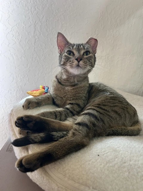 Mae