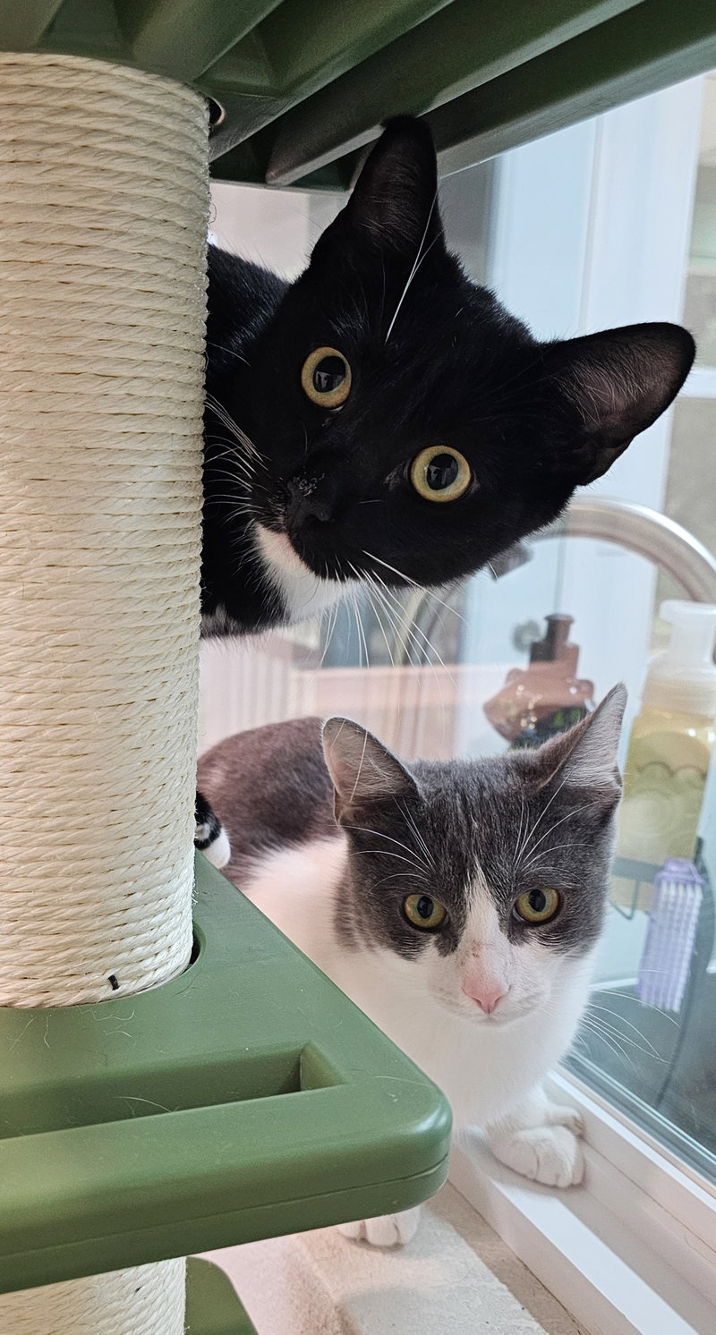 Felix & Bindy, young cats up for adoption